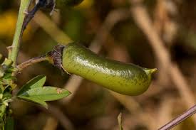 Image result for Crotalaria natalitia