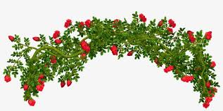 Bush Drawing Background Rose Bush Transparent Background 3076x1800 Png Download Pngkit In this how to, i will be guiding you step by step in the process of drawing a beautiful red rose.