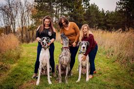 Great dane puppy (cedar rapids). About Great Danes