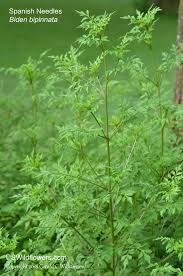 Image result for Bidens bipinnata