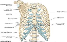 Outward movements of chest wall. Detailed Diagrams And Information Regarding The Chest Bones And Chest Bones Anatomy Http Www Learn Anatomy Bones Thoracic Cage Human Anatomy And Physiology