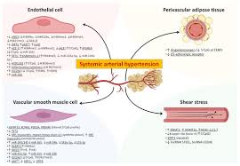 Image result for Pimpinella sp. A. of FZ 4: 594