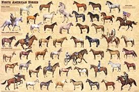 North American Horses Educational Chart Poster 36 X 24in