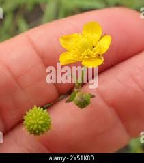 Image result for Ranunculus multifidus