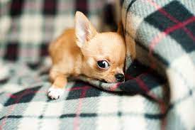 Puppy Chihuahua Dog Chihuahua Puppies Chihuahua Dogs Chihuahua
