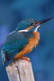 Bird With Long Colorful Beak Pin On Birds Coraciiformes Common Kingfisher Or Eurasian Kingfisher
