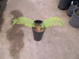 Image result for Encephalartos ngoyanus