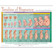 Baby Development Chart Week By Week In Womb Www