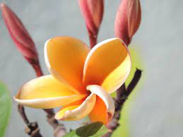 Plumeria Parameno Plumeria Beautiful Flowers Floral Garland