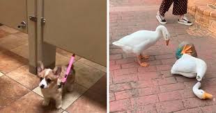 Facebook is showing information to help you better understand the purpose of a page. This Facebook Page Is All About Animal Images That Need To Be Seen 50 Pics Bored Panda