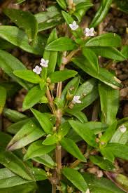 Image result for Oldenlandia cana