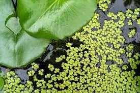 Does duckweed die off in winter? Gardening Duckweed Has Its Positives Negatives For Ponds But Can Be Controlled Indianapolis Business Journal