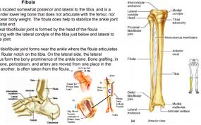 Ankle mobility exercises and stretches are vital to help prevent knee injuries and. 19 Examination Of Leg Ankle And Foot Flashcards Quizlet