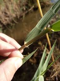 Image result for Phragmites mauritianus