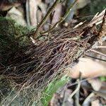 Image result for Tectaria fernandensis