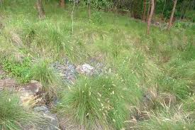 Image result for Cenchrus trisetus