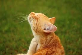 Www.lazypawvet.comhow to check for fleas on your pet using a flea comb How To Use A Cat Flea Comb Properly Feline Friendly Care