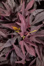 Image result for Ipomoea barteri