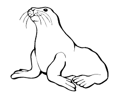 Male fur seals get out on land, occupy territory and let only females into it in order to create a family. Picture Of A Seal Coloring Home