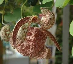 Image result for Aristolochia