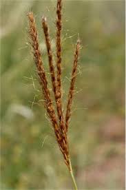 Image result for Eulalia aurea