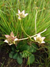 Image result for Cadaba natalensis