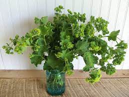 Check spelling or type a new query. 15 Shade Loving Plants For Your Cutting Garden Lovenfresh