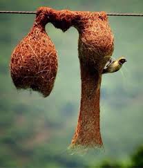 Baya Dokumaci Kusu Pet Birds Bird Colorful Birds
