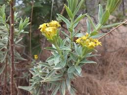 Image result for Gnidia chapmanii