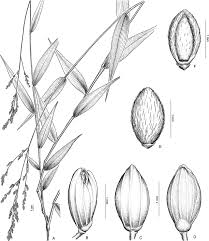 Image result for Panicum hymeniochilum