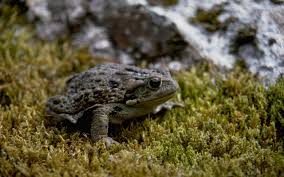 Check spelling or type a new query. 75 Toad Wallpaper On Wallpapersafari