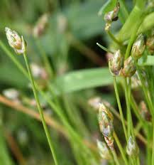 Image result for Isolepis
