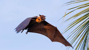 See more ideas about bat, fruit bat, cute bat. Fruit Bats Or Flying Fox
