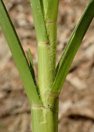 Image result for Eleusine coracana