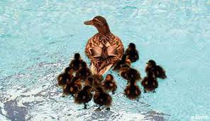 Owning a swimming pool is, for many, a dream come true. How Can I Keep Ducks Away From My Swimming Pool