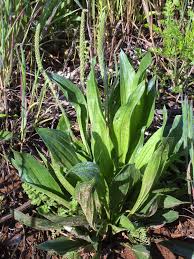 Image result for Plantago palmata