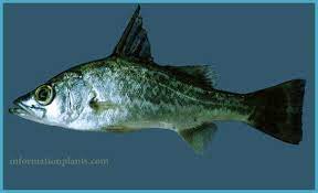 برمون صغير الحراشف forktail lates قسم انواع الاسماك سمك انواع الاسماك مع الصور الموقع الزراعي ومنوعات اخرى fish animals whale