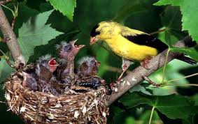 Gusi berdarah dan mimisan adalah dua efek samping utama dari konsumsi minyak ikan berlebih. Vitamin Dan Mineral Untuk Burung Smart Mastering