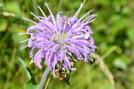 Beautifully packaged nectar and pollen rich native wildflower seeds to sow in your garden. Use Your Backyard To Protect Alberta S Native Bees Stalberttoday Ca