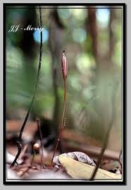 Image result for Didymoplexis