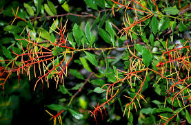 Image result for Helixanthera