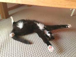 Die katzenhaltung in mietwohnungen ist mitunter doch recht problematisch. Katzenhaltung In Der Wohnung Anwalt Org