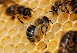 Most likely, bitcoins will be worth zero in the year 2030: 4 Key Reasons Insects Are In Trouble World Economic Forum