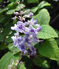 Image result for Plectranthus fruticosus