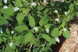 Image result for Heliotropium harareense