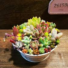多肉植物 寄せ植え 999 999 メルカリ スマホでかんたん フリマアプリ succulents vegetables fruit