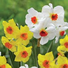 Narcissus Tazetta Cragford Martinette These Heat Tolerant Daffodils Perform Well In Warm Climates Where Other Varieties S Bulb Flowers Flowers Outdoor Flowers