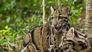 A female clouded leopard (neofelis nebulosa nebulosa) named 'hope' at the nashville zoo. Clouded Leopard San Diego Zoo Animals Plants