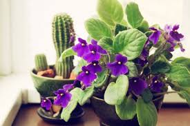 After several years, an african violet can grow into a shape similar to that of a palm tree: African Violet Indoor House Plants Air Purifier Plant