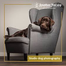 View all listings pet photographers. Blog Jonathan Yearsley Pet And Equine Photography